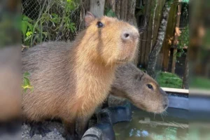 Phan-Rang-Explorer-Skidka-Tolik-Tours-2 (1)