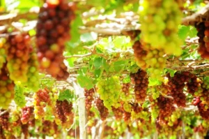 Phan-Rang-Explorer-Skidka-Tolik-Tours-2